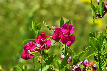 Lathyrus sylvestris, flat pea, narrow-leaved everlasting-pea pink flowers in meadow