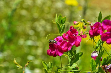 Lathyrus sylvestris, flat pea, narrow-leaved everlasting-pea pink flowers in meadow