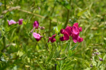 Lathyrus sylvestris, flat pea, narrow-leaved everlasting-pea pink flowers in meadow