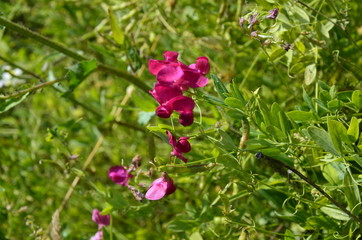 Lathyrus sylvestris, flat pea, narrow-leaved everlasting-pea pink flowers in meadow