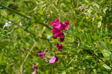 Lathyrus sylvestris, flat pea, narrow-leaved everlasting-pea pink flowers in meadow