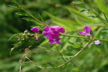 Lathyrus sylvestris, flat pea, narrow-leaved everlasting-pea pink flowers in meadow