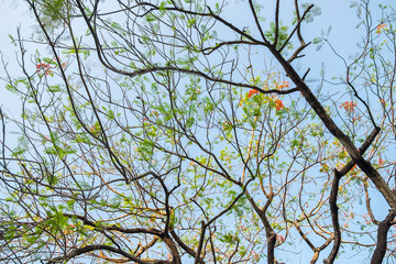 branches of tree with blue sky 