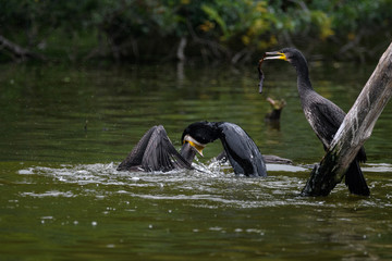 Fototapeta premium Great cormorant fighting. One is swallowing the head of the other