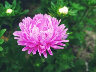 Beautiful flower in garden