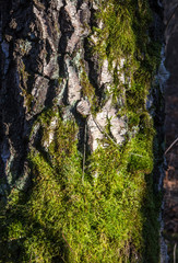 Moss on the tree