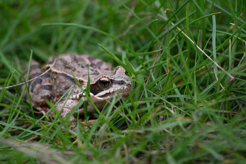 Frog in the green grass in the wild nature