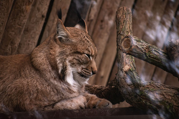 sleeping carpathian lynx