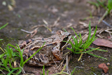 Frog in the green grass in the wild nature