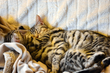 my beautidul Bengal cats