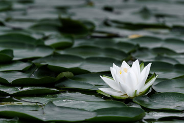 white lily pad © Godimus Michel