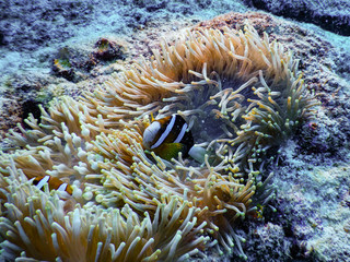 黒島の海でクマノミと戯れる