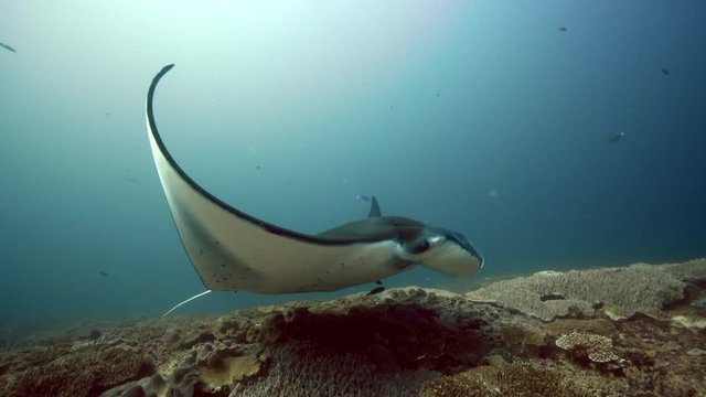 giant manta ray swims over coral reef