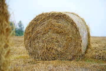 Bales of straw in a harvested farm field.