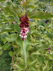 Wunderschöne, pink und weißfarbene Blüte der Karamellbeere