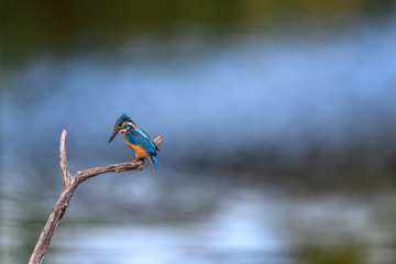 Kingfisher on a branch