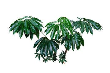 tropical nature green plant isolated include clipping path