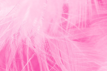 Beautiful pink magenta feather texture pattern background