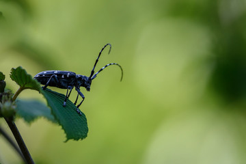 Japanese Longhorn beetle - obrazy, fototapety, plakaty