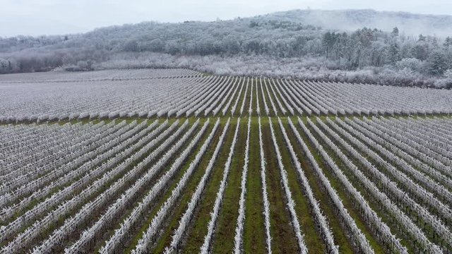 Winter frosty vineyard landscape covered by white flake ice near Harkany