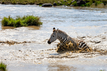 Fototapeta na wymiar Zebra splashes in a water hole in the Masai Mara