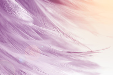 Beautiful violet colors tone feather texture background, trends color with orange light flare