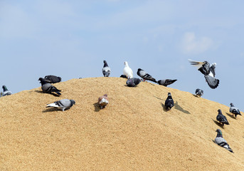 Pigeons on a pile of grain, wheat drying on the street.