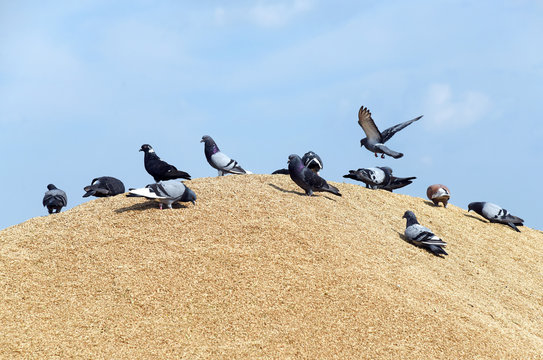 Group of pigeons on a pile of grain.
