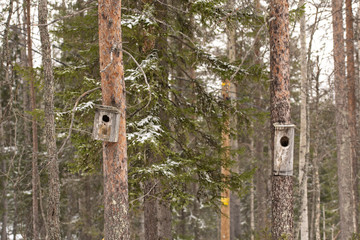 Rouge rural birdhouse on the tree in finland forest