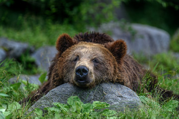sleepy japanese brown bear higuma portrait