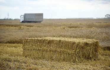 A large bale of straw in the field.