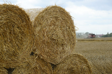 Bales of hay in a farmer's field.