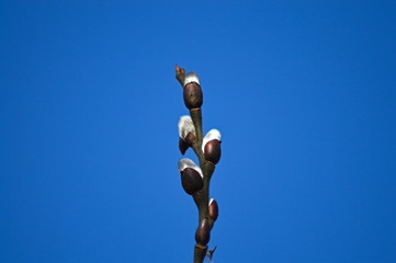 willow catkins, the first trailer of spring © Tomek