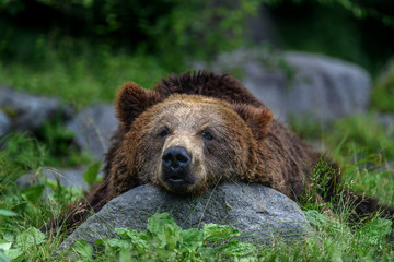 Obraz na płótnie Canvas sleepy japanese brown bear higuma portrait