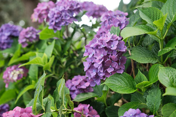 Close up of green leaves and blooming hydrangea.