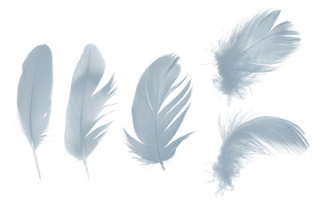 Obraz premium Beautiful collection gray , baby blue feather isolated on white background