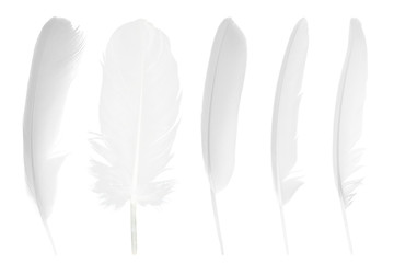 Beautiful collection sketching white feather isolated on white background