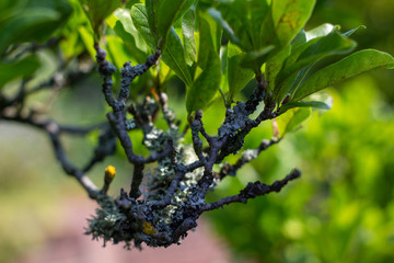 Green shrub close-up on a Sunny day. Spring-summer