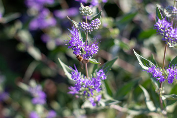 A close up of a bush of attractive dense purple flowers