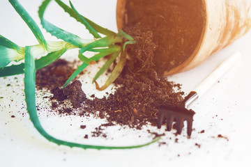 On a white table lies a clay pot with ground spilled out of it and an aloe flower, and next to it are small rakes for gardening at home, illuminated by sunlight.