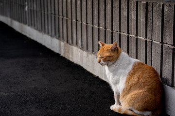 街の野良猫