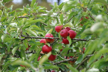 Plums growing on tree branch