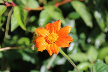 Orange Plant Flower in Garden