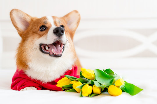 Cute corgi dog in stylish red bomber jacket sit near tulip flowers. Concept pet fashion, mothers day, valentines day, the 8th of march