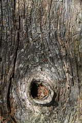 Old wood texture, natural backgrounds