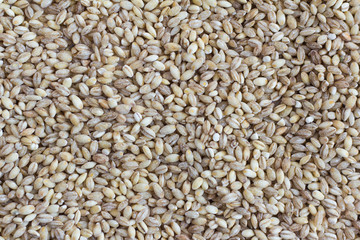 Pile of pearl barley close-up.Background from perlovka