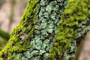 Baum Rinde Birke Moos Flechten grün Efeu Blatt Winter Borke Struktur Hintergrund Risse Trockenheit Wald Natur Oberfläche Makro Nahaufnahme Sauerland Iserlohn Deutschland Struktur Feuchtigkeit 