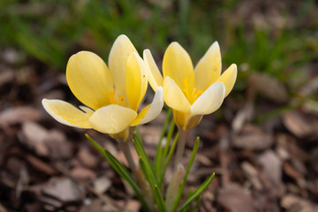 Fototapeta premium Close-up yellow crocus flowers bloom brightly and early, bringing much needed color after a long winter. The first crocus flowers pave the way for other spring flowers.