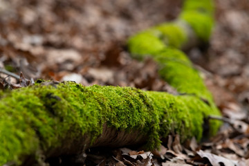 Ast abgebrochen tot gr&uuml;n Moos Schlange Wald Boden leuchtend Bl&auml;tter Laub Verfall Zerfall Biologie Wald Iserlohn Sauerland Deutschland morbide Sch&ouml;nheit Nahaufnahme Perspektive