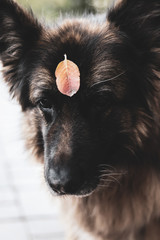 dog with a leaf in the face